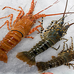 Forzen Rock Lobsters